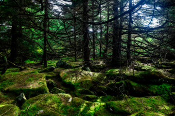 Fototapeta na wymiar Moss covered rocks top on spruce Knob mountain