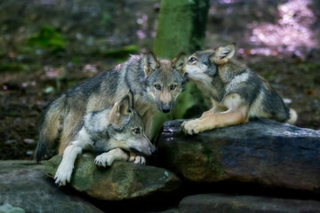 Naklejka na ściany i meble Three young wolves interatcing on a rock