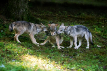 Fototapeta premium Three wolves fighting over a hat