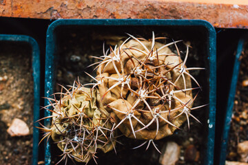 A withered potted cactus with long sharp prickles. A dangerous desert plant. Missing plant to the...