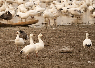 Numerous birds in flight over a lake