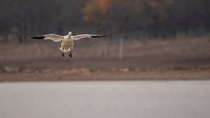 Numerous birds in flight over a lake