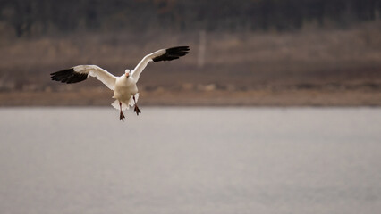 Numerous birds in flight over a lake