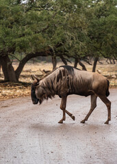 Wild life animals such as zebras and deers roaming in the forest along with ostrich and baby...