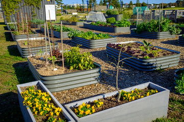 Australian urban community garden, raised beds growing vegetables for sustainable living, eco social  gardening - obrazy, fototapety, plakaty