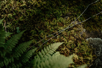 silver chain draped over moss and foliage, fern leaves