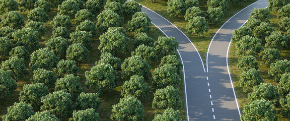 Aerial image of a forked road within a forest of horse chestnut trees - concept for 