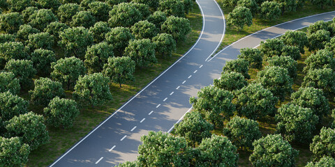 Aerial image of a forked road within a forest of horse chestnut trees - concept for 