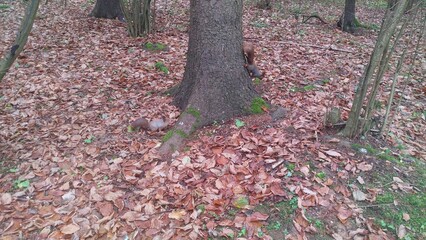 Squirrels with fluffy tails search for and eat seeds from cones under the spruce tree, climb trees, run through the grass, fallen needles and leaves in the city park. Overcast autumn weather