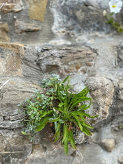 Resilient Beauty: Flowers Blooming on Ancient Stone Wall
