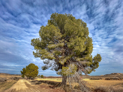 Majestic Pine Standing Tall in Rural Landscape. Pinus halepensis. Pino Carrasco. Pino de Alepo.Aleppo pine. Jerusalem pine