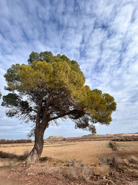 Majestic Pine Standing Tall in Rural Landscape. Pinus halepensis. Pino Carrasco. Pino de Alepo.Aleppo pine. Jerusalem pine