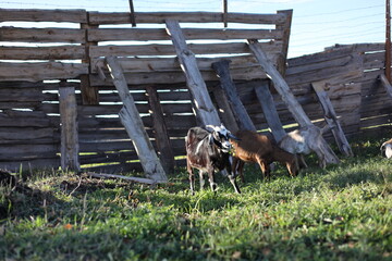 Domestic Nubian goats on a private farm