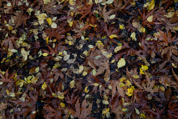 Autumn dry maple leaves in the ground in autumn. Nature background