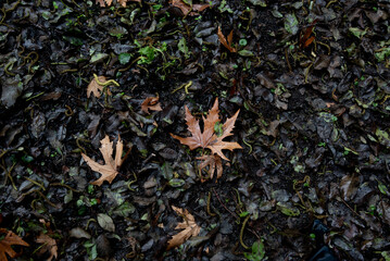 Autumn dry maple leaves in the ground in autumn. Nature background