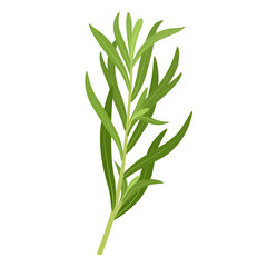 Vector illustration, Tarragon or Artemisia dracunculus, isolated on white background.