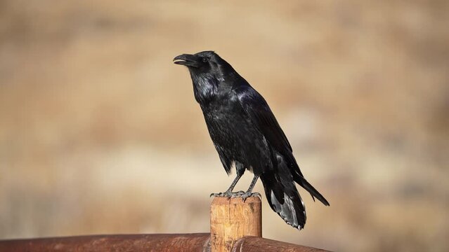 Raven chattering while sitting on a fence post on a sunny day.