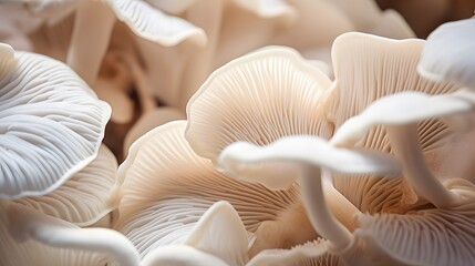 Close up of white colored Oyster mushroom. - obrazy, fototapety, plakaty