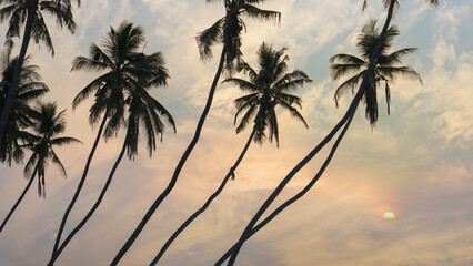 many coconut trees at gorgeous al haffa beach in salalah during sunrise, Oman,