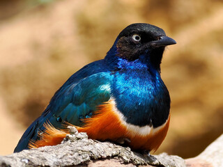Superb Starling (Lamprotornis superbus) sitting on branch seen from front