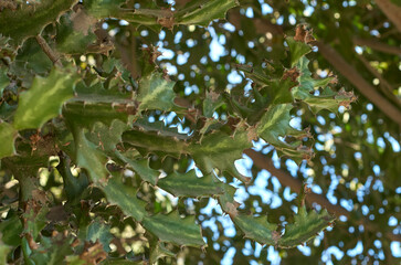 cactus, follaje