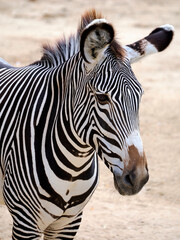 Portrait of zebra of Grevy or imperial zebra (Equus grevyi) is the largest living wild equid and the most threatened of the three species of zebra 