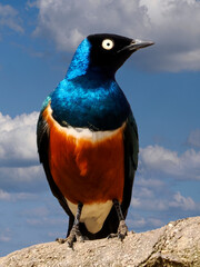 Superb starling (Lamprotornis chalybaeus) on rock and seen from front