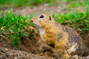 Naklejka na ściany i meble European ground squirrel in Slovakia