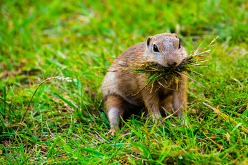 European ground squirrel in Slovakia