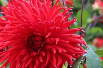 rote Dahlie, Dahlie rot, dunkelrot, Nahaufnahme Blüte, Dalie, Dalien