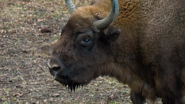 European Bison Żubr Visent closeup shot in slow motion