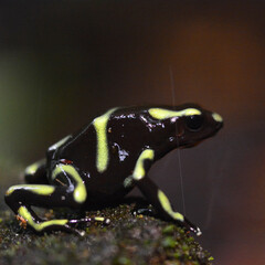 Under the rain poisonous skinned frog