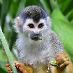 Monkey afternoon snack