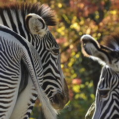 Three zebras looking as two