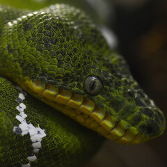 Snake scales and eyes close-up
