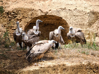 Group of griffon vultures (Gyps fulvus) on ground 