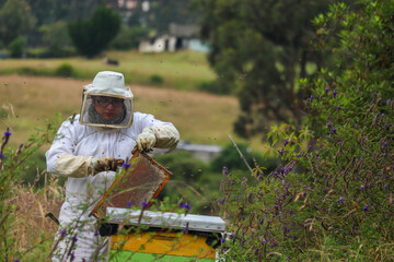 apicultor levantando un panal de miel con el fondo desenfocado del campo 