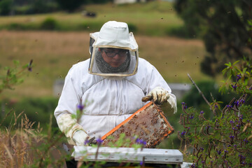 hombre apicultor levantando un panal de miel de abeja y de fondo el campo verde con parcelas de...