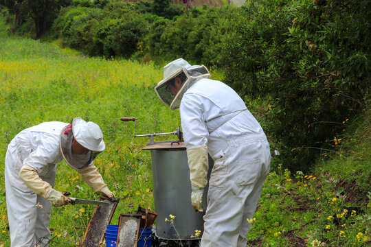 dos apicultores preparando los panales de miel para la extraccion de miel en medio del campo lleno de flores amarillas 