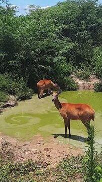 cervo na cidade de Corumb&aacute;, regi&atilde;o do Pantanal Sul, Estado do Mato Grosso do Sul, Brasil