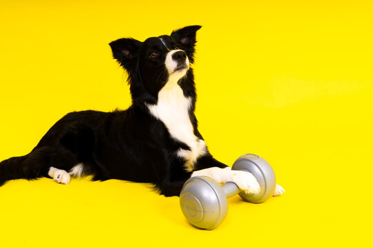 Border collie dog with dumbbell shape apporte training object isolated - Powered by Adobe