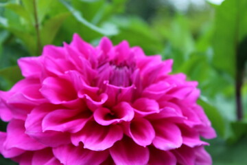 Dahlie pink, pinke Blume, pinke Blüte, rosafarbig, magenta