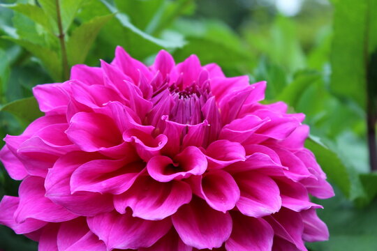 Dahlie pink, rosa Dahlie