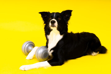 Border collie dog with dumbbell shape apporte training object isolated
