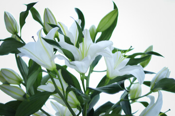 White  Lily. Close-up of bouquet 
Lilies. Beautiful Lilium Candidum flower on white background. Easter Lily flowers greeting card. Lilium candidum
