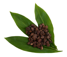 Bustard cardamom, Tavoy cardamom or Amomum villosum dried fruits and branch green leaves on transparent background.