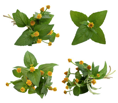 Acmella oleracea or Toothache plant on transparent background.