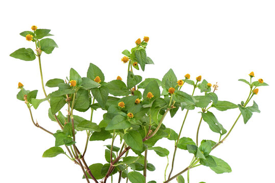 Acmella oleracea or Toothache plant tree isolated on white background.