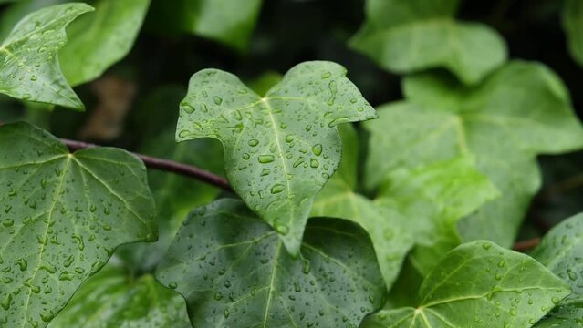 Gotas de agua de lluvia sobre verdes hojas de hiedra