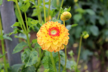Dahlie,Blüte, Blume, Garten 